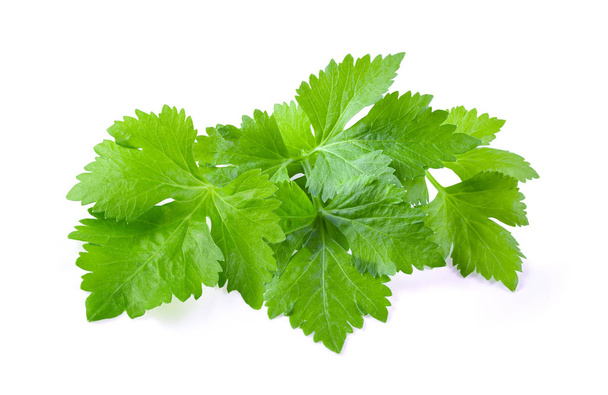 Celery leaf isolated on white background - Photo, Image