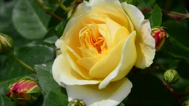 Троянда - дерев'яна багаторічна квіткова рослина роду Rosa, в родині Rosaceae. - Кадри, відео