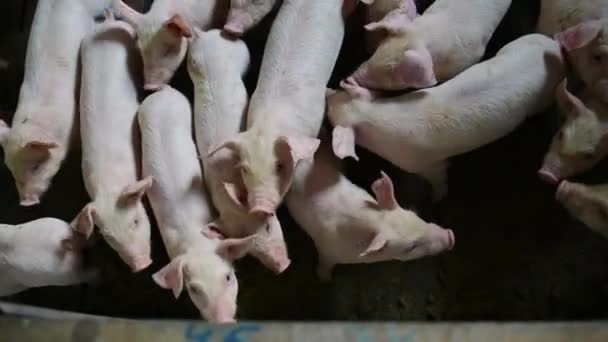 pig farm industry animal agriculture livestock cage - Footage, Video