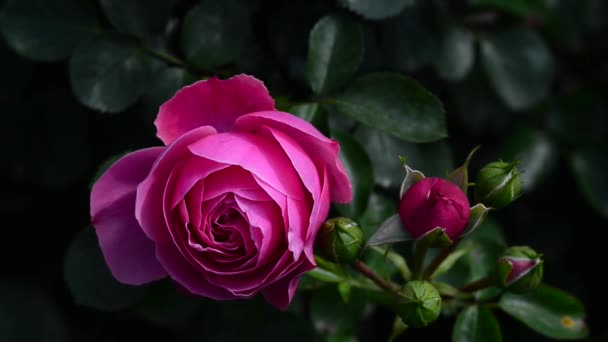 A rose is a woody perennial flowering plant of the genus Rosa, in the family Rosaceae - Footage, Video