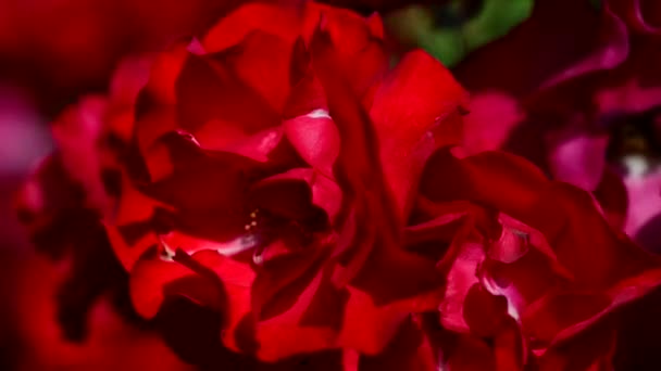 Róża jest drzewiastą wieloletnią rośliną kwitnącą z rodzaju Rosa, w rodzinie Rosaceae - Materiał filmowy, wideo