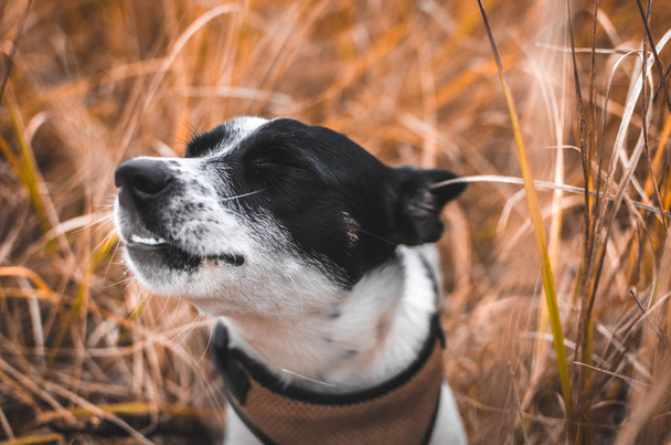 Very happy dog with cuddly ears closed eyes in the field, portrait in the field - 写真・画像
