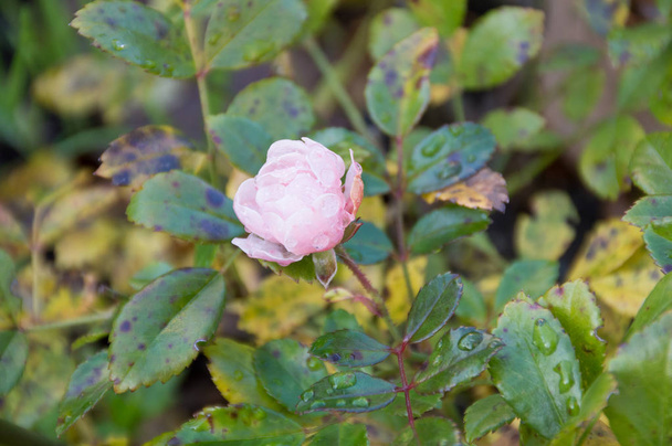 rosa flor rosa quadril no parque de outono
 - Foto, Imagem