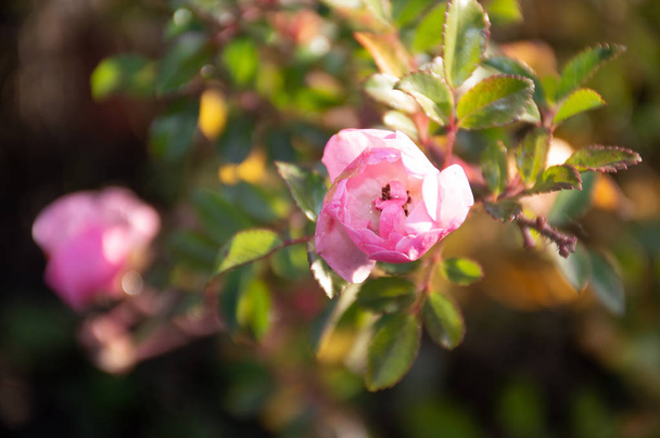 roze bloem roos heup in de herfst park - Foto, afbeelding