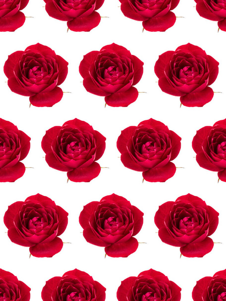 one red rose flower head isolated on white background cutout. Fl - Photo, Image
