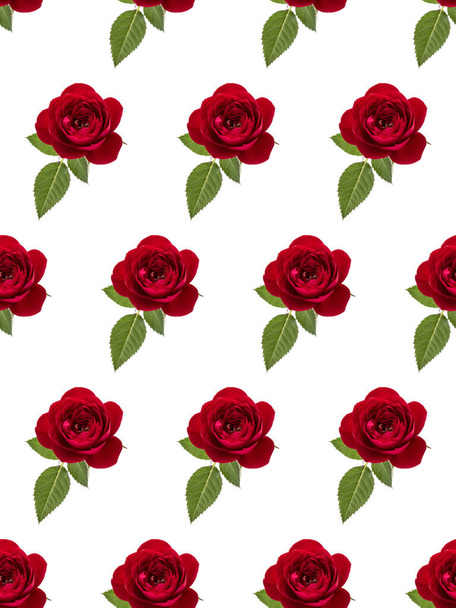 one red rose flower with leaves isolated on white background cut - Photo, image