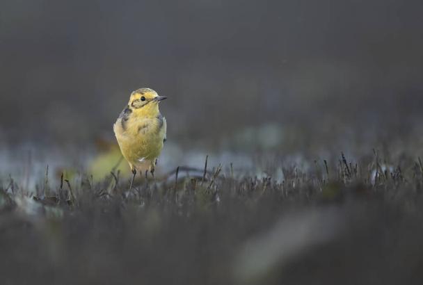 The Citrine wagtail in serach of food in wetland  - Photo, Image