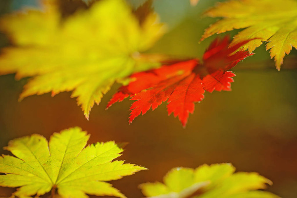 Bright colored maple leaves on the branches in the autumn forest. - Photo, Image
