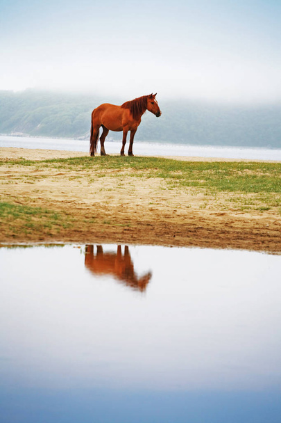 horse against the backdrop of the misty valleys of the Lake - Photo, Image