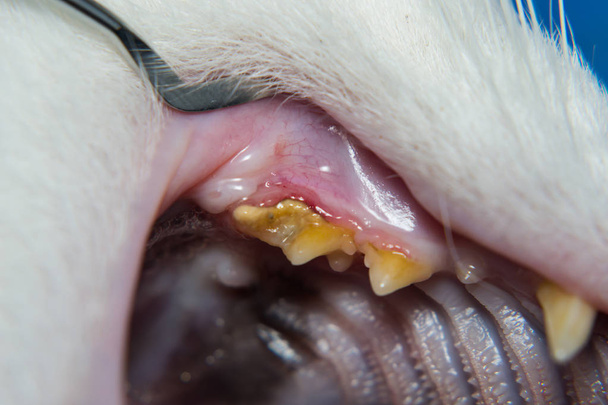 Dişeti iltihabı ve diş eti retraksiyonu olan evcil bir kedi. Bakteriyel plaqu - Fotoğraf, Görsel