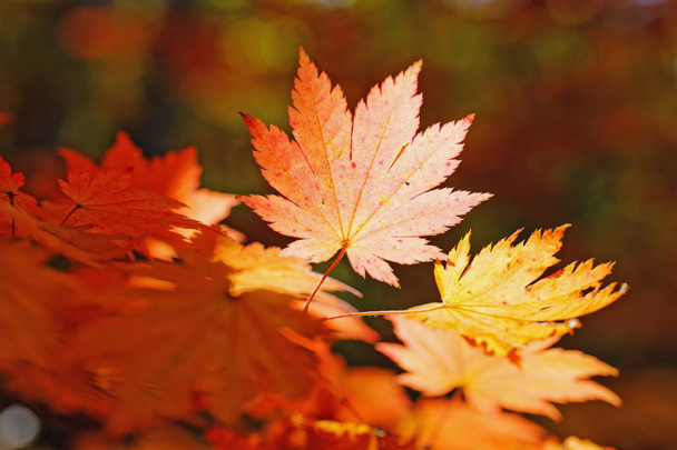 Bright colored maple leaves on the branches in the autumn forest. - 写真・画像
