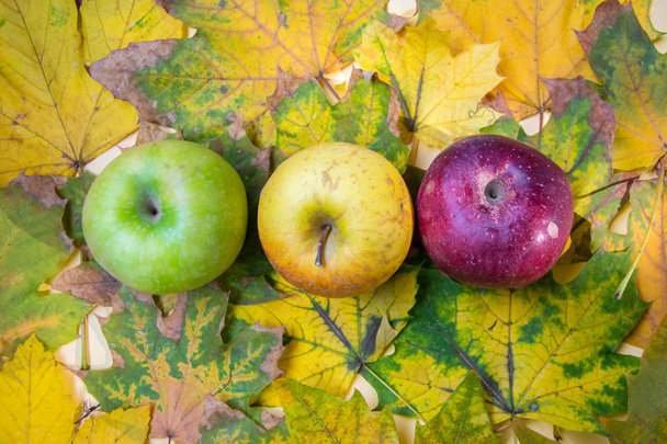 Herfst stilleven, drie kleurrijke appels, walnoten en mooie gele bladeren bovenaanzicht, plat lag - Foto, afbeelding