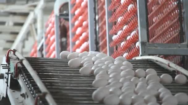 eggs getting transported by the metal conveyor mechanism - Footage, Video