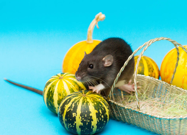 The black fluffy rat is a symbol of 2020. The animal sits in a wicker basket. Nearby on a blue background are decorative pumpkins - Photo, Image