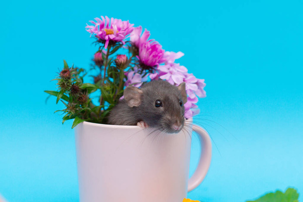 A kis fekete patkány 2020 szimbóluma. Az állat egy rózsaszín csészében ül őszi virágokkal. Összetétel kék alapon. - Fotó, kép
