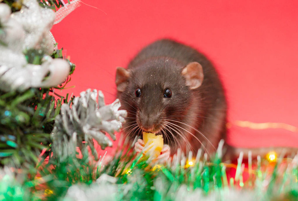 Czarny szczur na czerwonym tle. Nowy Rok drzewa i jasne świąteczne światła wokół - Zdjęcie, obraz