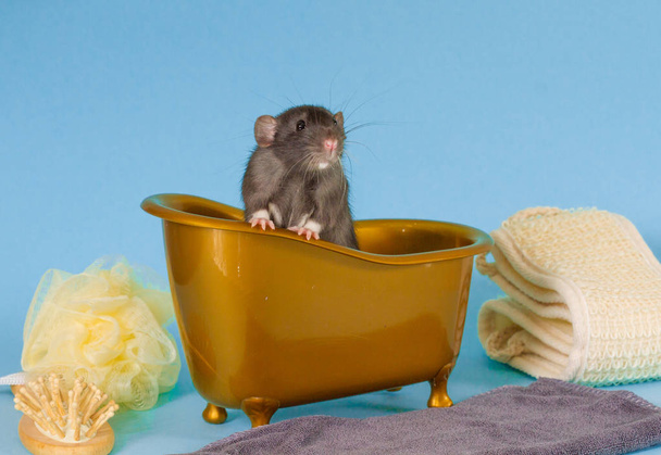 La rata peluda negra es un símbolo de 2020. El animal se sienta en un baño de juguete marrón. Cerca de una toalla, peine, paño. Toda la composición sobre un fondo azul
. - Foto, Imagen