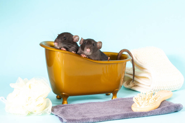 A fekete bolyhos patkányok 2020 jelképei. Az állat egy barna játékfürdőben ül..  - Fotó, kép