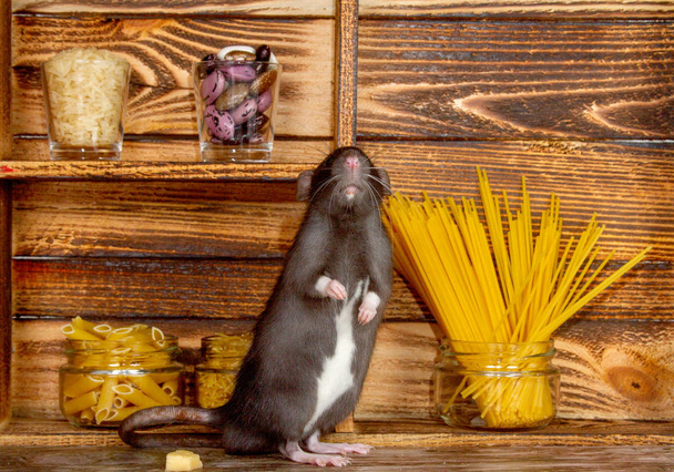 A fekete bolyhos patkány 2020 szimbóluma. Az állat egy faházban ül. A polcokon bankok vannak tésztával és gabonafélékkel. Egy patkány megrágja a sajtot..  - Fotó, kép