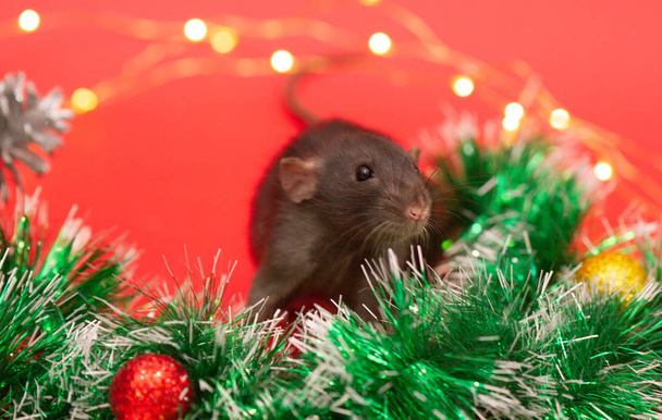 Zwarte rat op een rode achtergrond. Nieuwjaarsboom en fel feestelijk licht rond - Foto, afbeelding