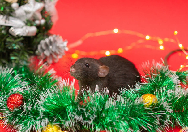 Zwarte rat op een rode achtergrond. Nieuwjaarsboom en fel feestelijk licht rond - Foto, afbeelding