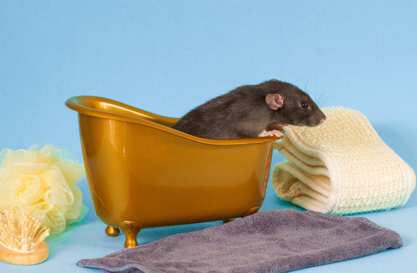 La rata peluda negra es un símbolo de 2020. El animal se sienta en un baño de juguete marrón. Cerca de una toalla, peine, paño. Toda la composición sobre un fondo azul
. - Foto, Imagen