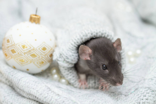 The black fluffy rat is a symbol of 2020. The animal is sitting in the sleeve of a gray sweater. - Photo, Image