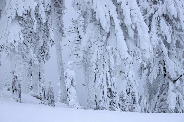 Snowy fir trees - Valokuva, kuva