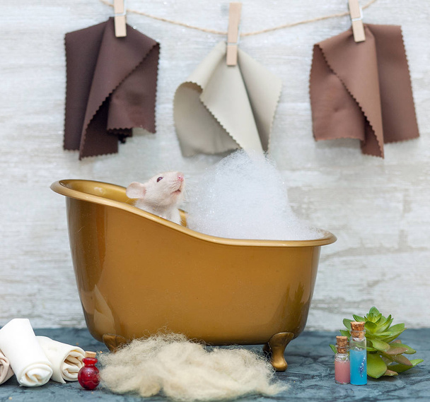 Le rat pelucheux blanc est un symbole de 2020. L'animal est assis dans un bain de jouet brun avec de la mousse. Des serviettes sont accrochées au mur. A proximité se trouvent des bouteilles avec shampooing
 - Photo, image
