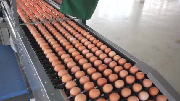 huevos transportados por el mecanismo de transporte metálico
 - Metraje, vídeo