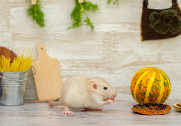 La pequeña rata blanca esponjosa es el símbolo de 2020. Una mascota se sienta en la cocina y come queso y hierbas de la mesa. Interior de juguete de cocina para un ratón
 - Foto, Imagen