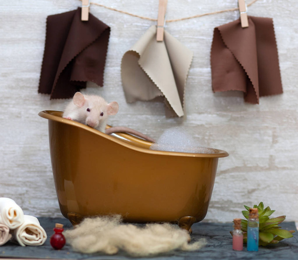The white fluffy rat is a symbol of 2020. The animal sits in a brown toy bath with foam. Towels hang on the wall. Nearby are bottles with shampoo - Photo, Image