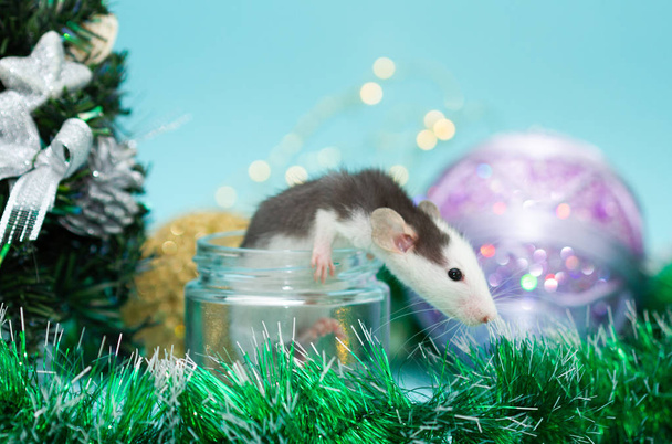 cute rat in glass jar surrounded with christmas decorations  - Foto, Bild