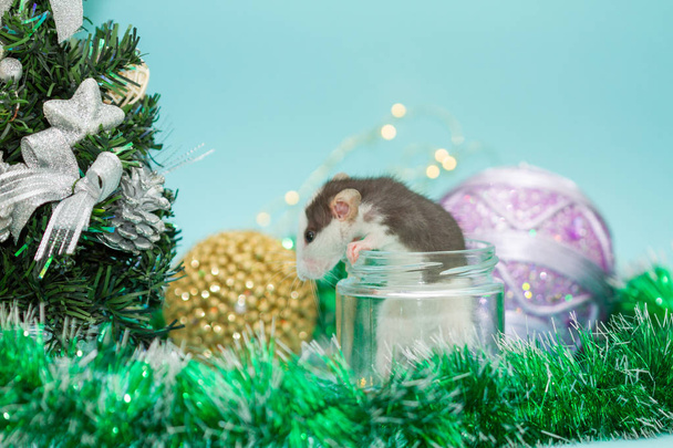 cute rat in glass jar surrounded with christmas decorations  - Foto, afbeelding