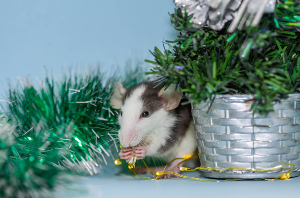 eszik patkány bolyhos karácsonyi dekoráció  - Fotó, kép