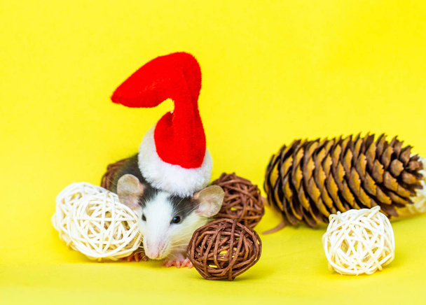 χαριτωμένο αρουραίος με χριστουγεννιάτικο καπέλο και διακοσμήσεις σε κίτρινο φόντο - Φωτογραφία, εικόνα