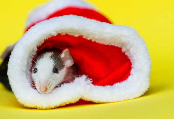 Маленькая серая мышь в красной новогодней кепке. Рождественская композиция Символ года крыса.. - Фото, изображение