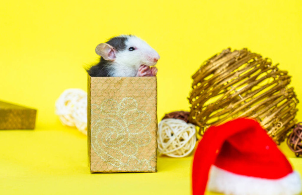 rat mignon assis à l'intérieur de la petite boîte et décorations de Noël
  - Photo, image