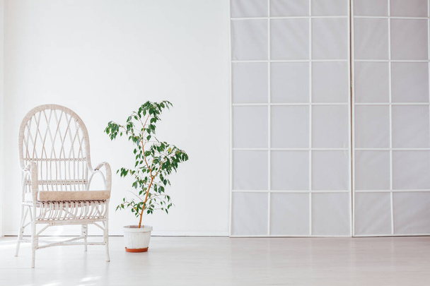 zelená domácí rostlina a křeslo v interiéru bílého pokoje domu - Fotografie, Obrázek