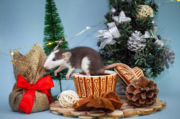 carino ratto in tazza di argilla circondato da decorazioni natalizie
 - Foto, immagini