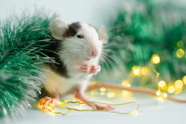 eating rat with fuzzy christmas decorations  - Valokuva, kuva