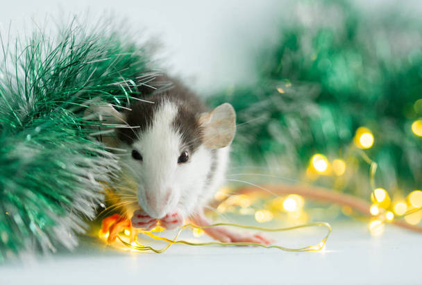 mangiare ratto con decorazioni natalizie sfocate
  - Foto, immagini