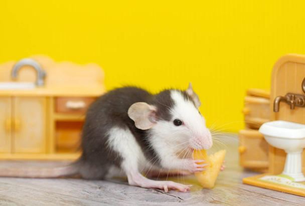 Egy kis dekoratív szürke patkány sajtot rágcsál egy gyerekszobában. A patkány a 2020 jelképe. - Fotó, kép