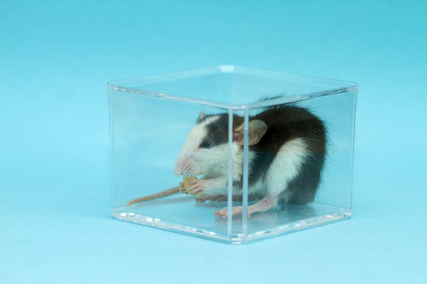 Un petit rat gris est assis dans une boîte transparente sur un fond bleu. L'animal mâche le fromage. Photo avec un rat - pour le calendrier 2020
.  - Photo, image