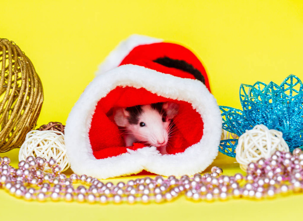Mała szara myszka w czerwonej czapce noworocznej. Świąteczna kompozycja. Symbolem roku jest szczur.. - Zdjęcie, obraz