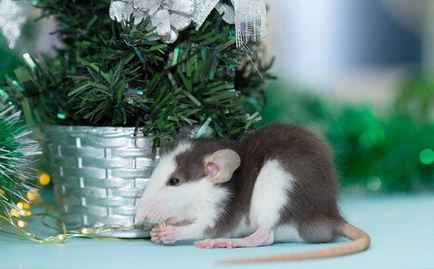 eating rat with fuzzy christmas decorations  - Photo, image