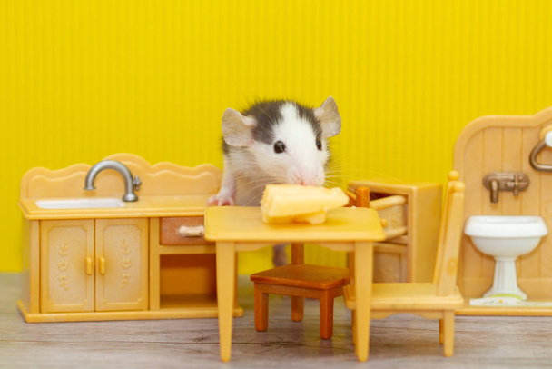 Egy kis dekoratív szürke patkány sajtot rágcsál egy gyerekszobában. A patkány a 2020 jelképe. - Fotó, kép