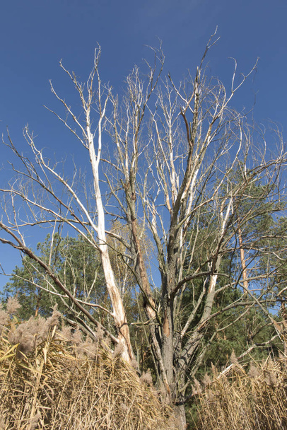 Un árbol grande y seco en el borde de un estanque
  - Foto, Imagen
