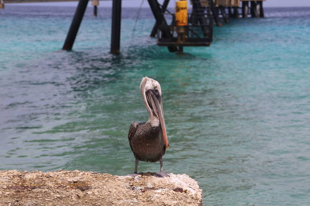 Pelicano Caribe Natureza do pássaro Ilha de Bonaire Mar do Caribe
  - Foto, Imagem
