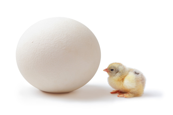 Chick and ostrich egg - Фото, изображение